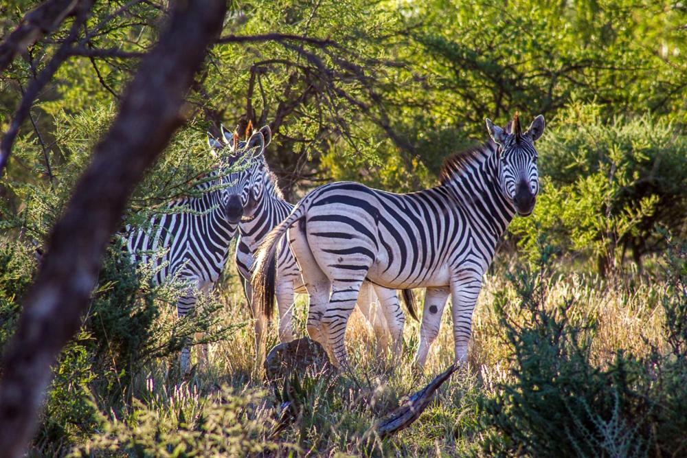 Big Valley Game Lodge Lobatse Exteriör bild