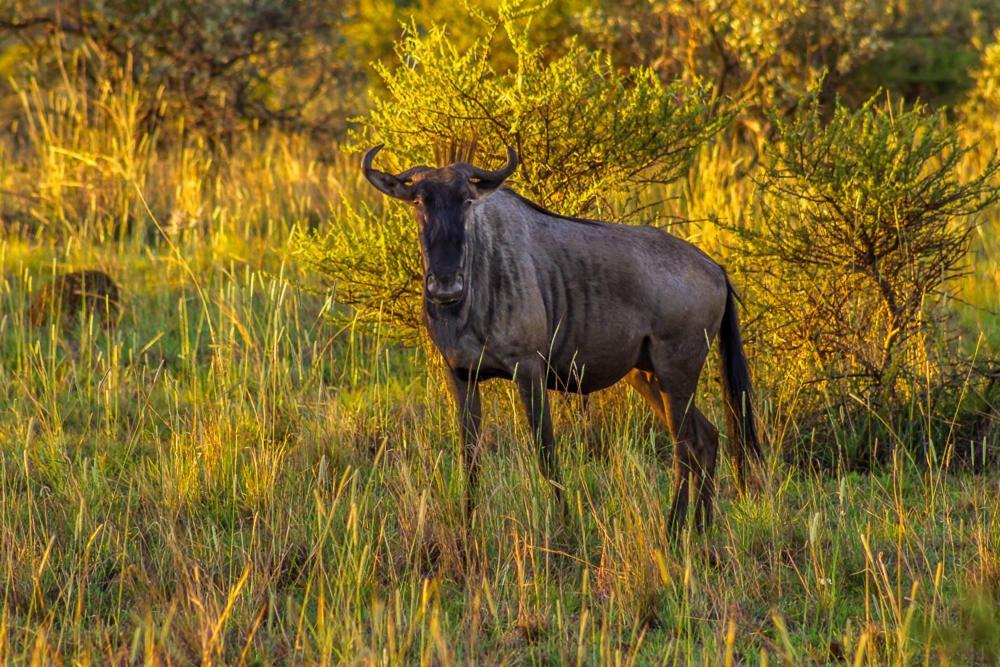 Big Valley Game Lodge Lobatse Exteriör bild