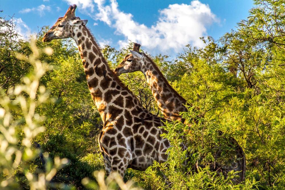 Big Valley Game Lodge Lobatse Exteriör bild