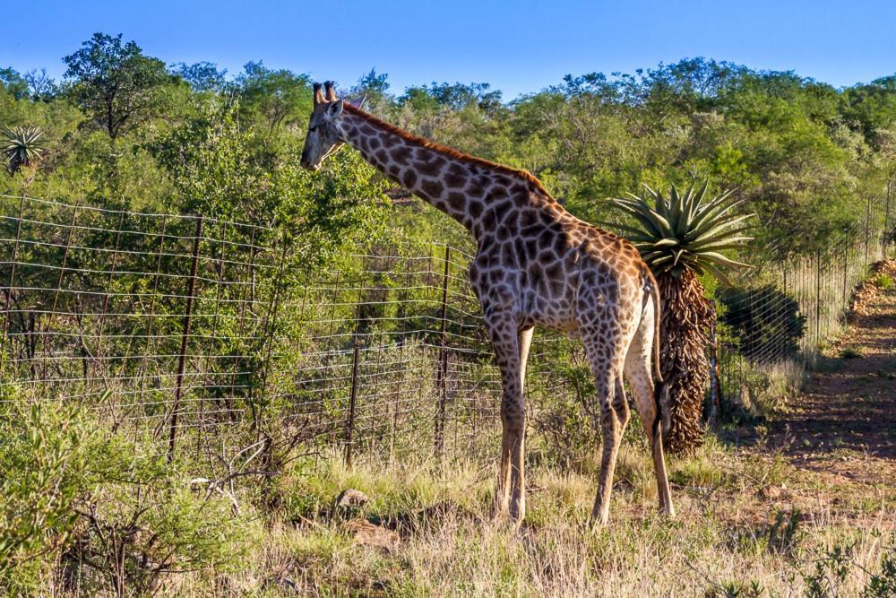 Big Valley Game Lodge Lobatse Exteriör bild